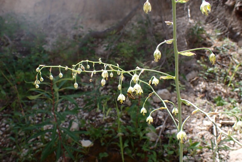 Green Deathcamas photo 5