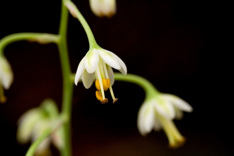 Green Deathcamas photo 6