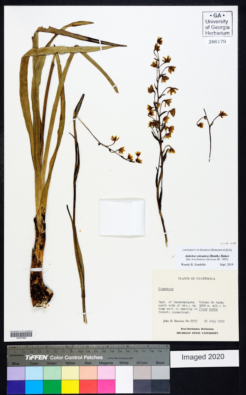 Zigadenus volcanicus