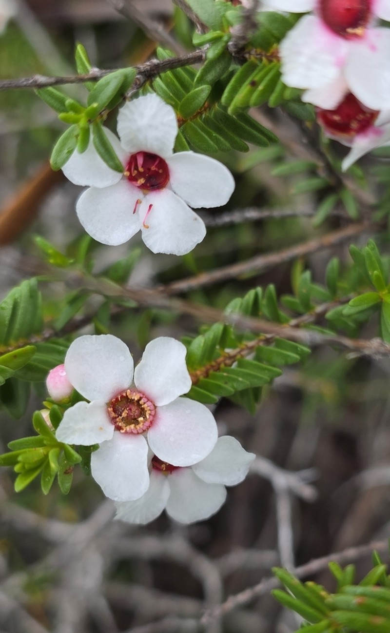 Anticoryne diosmoides