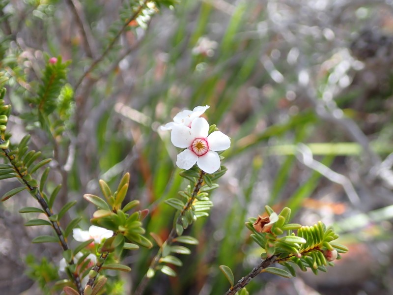 Anticoryne diosmoides photo 2