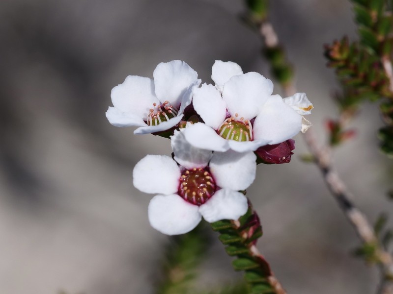 Anticoryne diosmoides photo 5