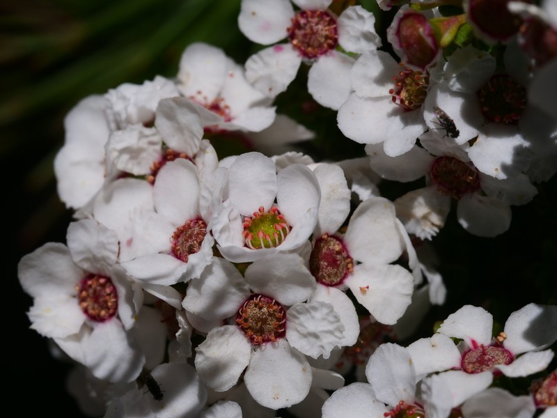 Anticoryne diosmoides photo 6