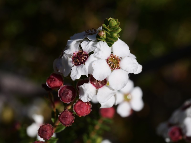 Anticoryne diosmoides photo 7