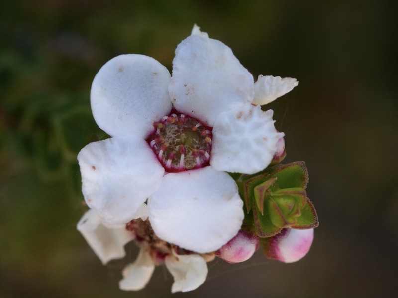 Anticoryne diosmoides photo 8