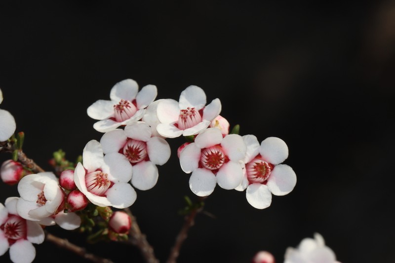 Anticoryne melanosperma