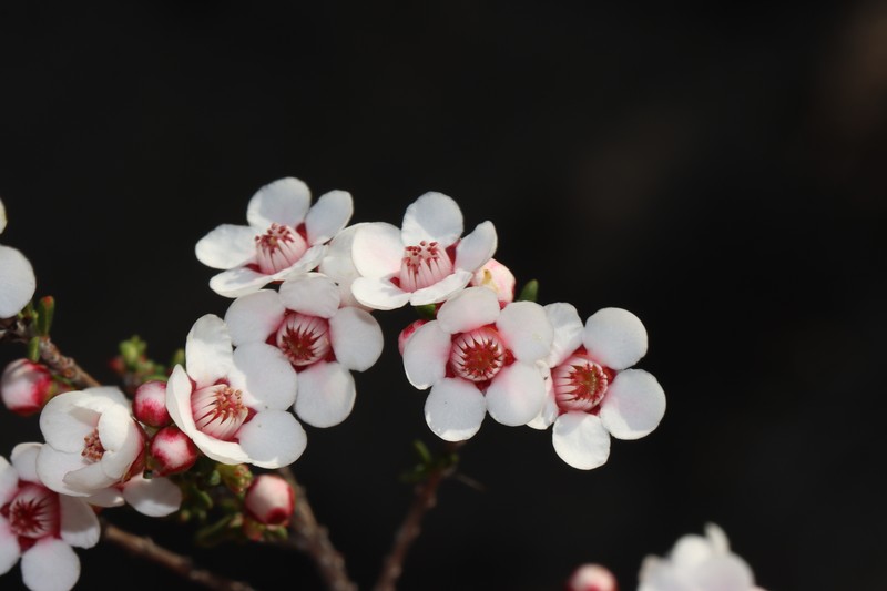 Anticoryne melanosperma photo 2