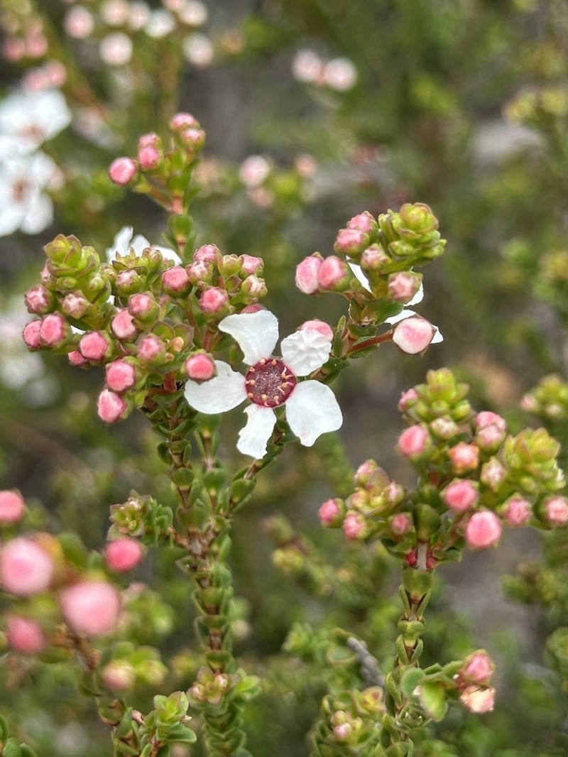 Anticoryne ovalifolia