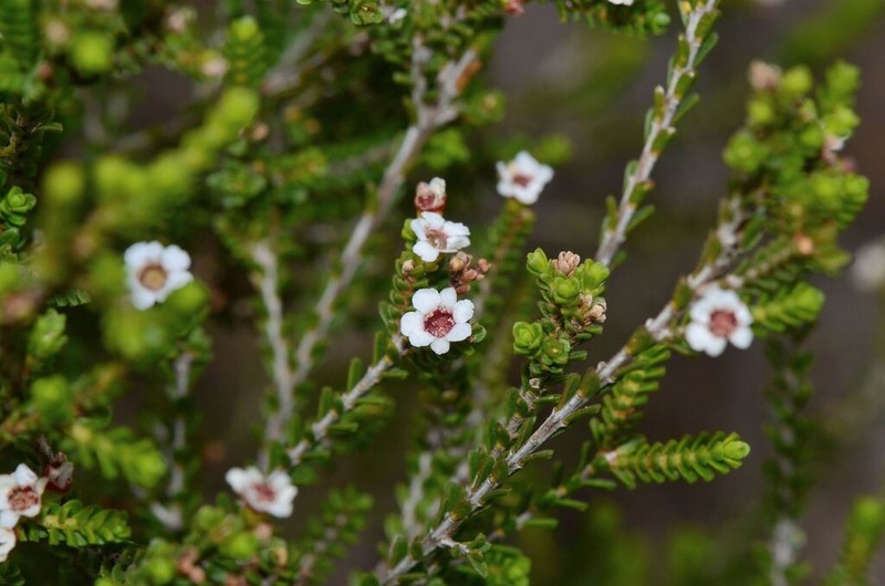 Anticoryne ovalifolia photo 2