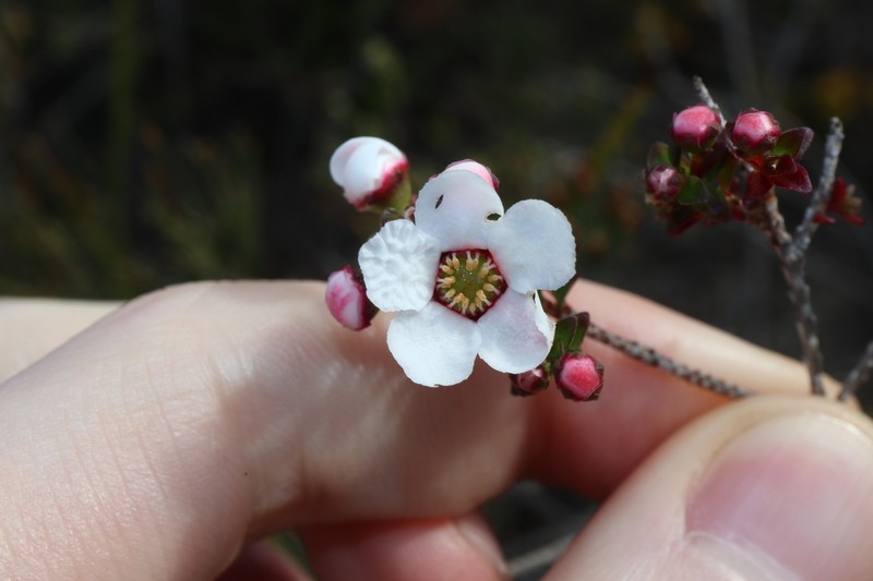 Anticoryne ovalifolia photo 4