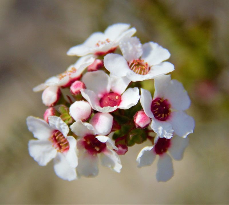 Anticoryne ovalifolia photo 5