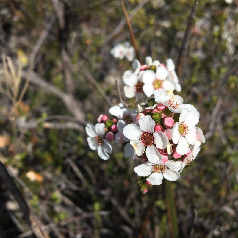 Anticoryne ovalifolia photo 6
