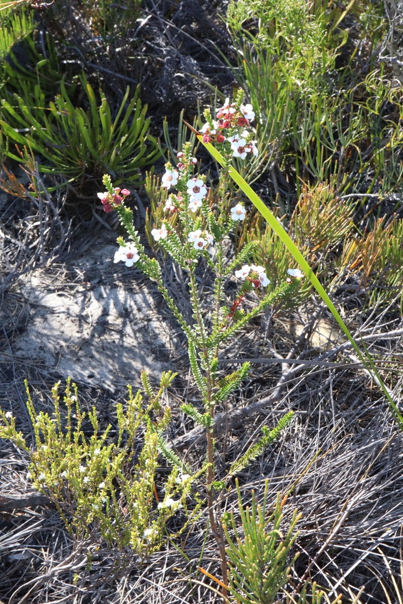 Anticoryne ovalifolia photo 7