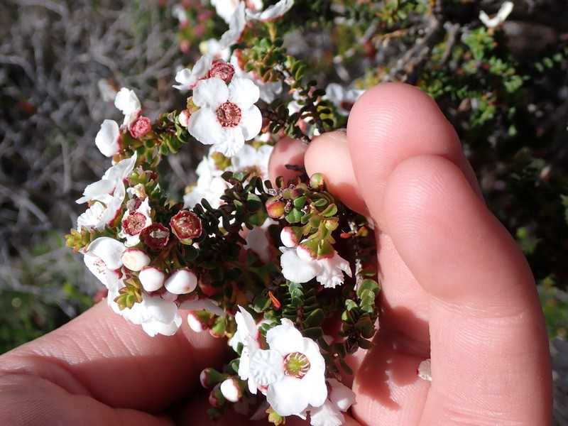 Anticoryne ovalifolia photo 8