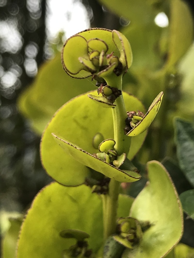 Antidaphne andina