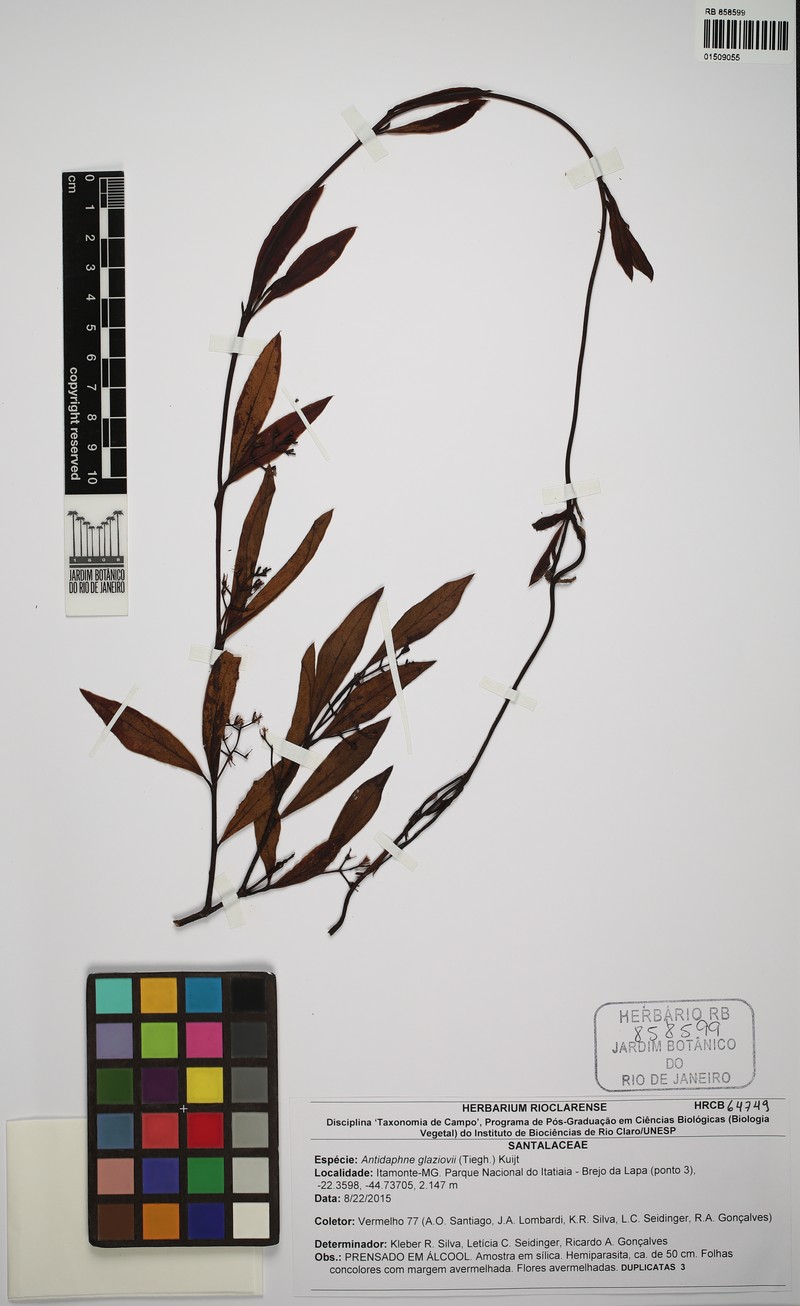 Antidaphne glaziovii