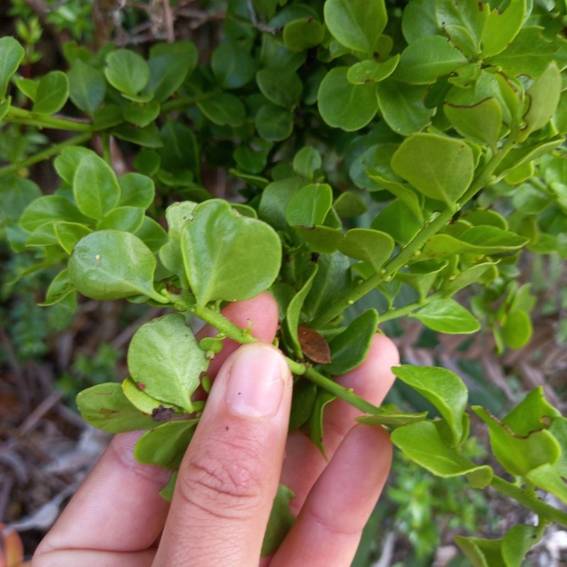 Antidaphne punctulata
