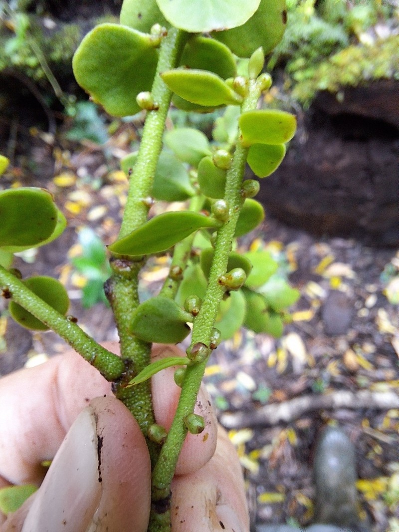 Antidaphne punctulata photo 2