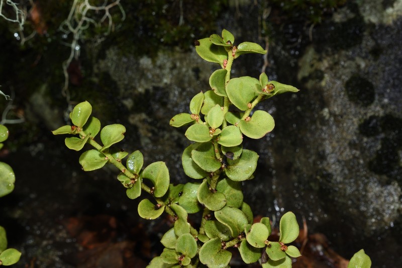 Antidaphne punctulata photo 3