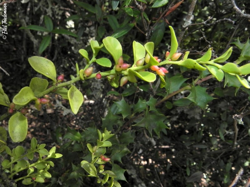 Antidaphne punctulata photo 5