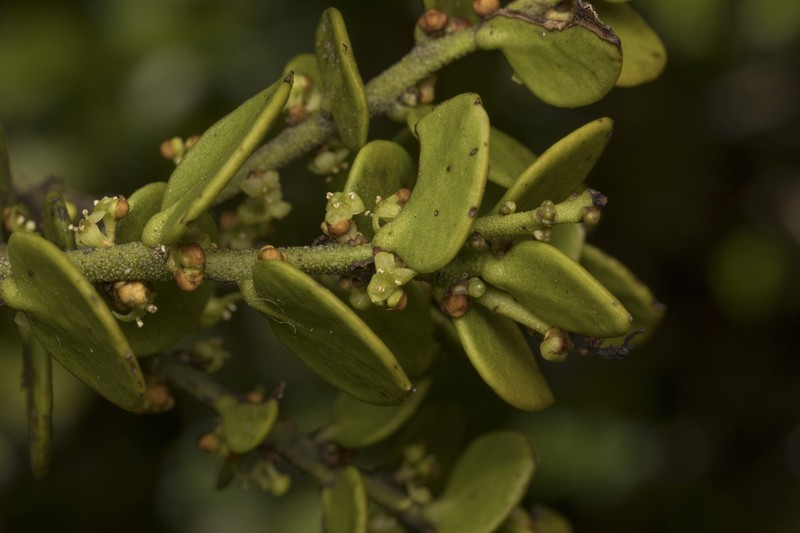 Antidaphne punctulata photo 6