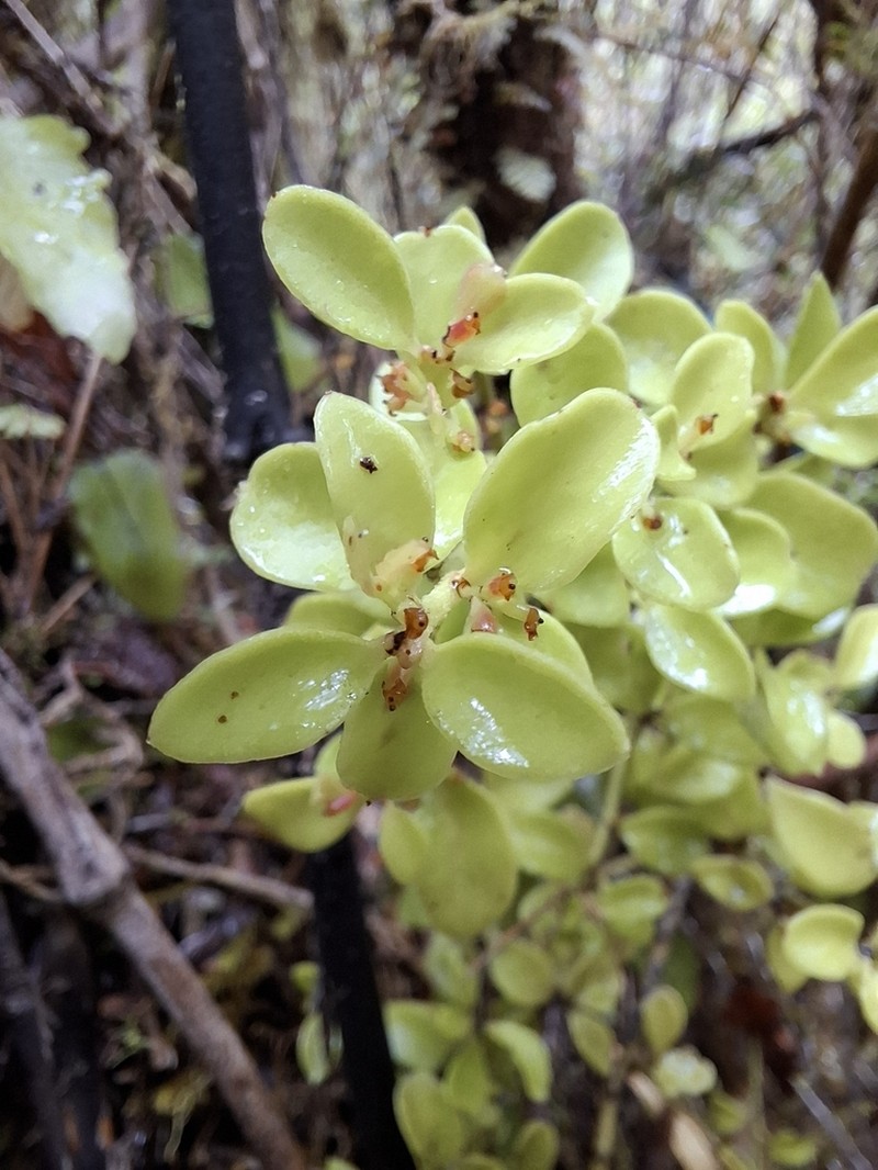 Antidaphne punctulata photo 7