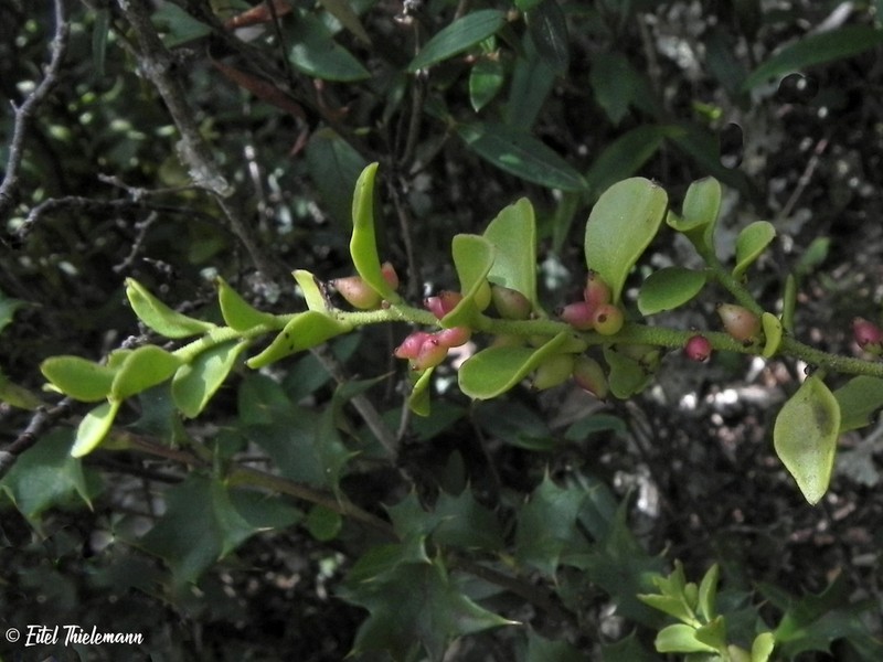 Antidaphne punctulata photo 8
