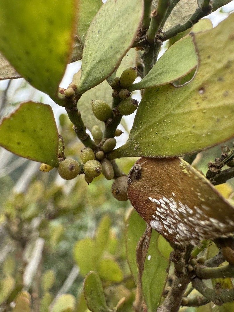 Antidaphne viscoidea