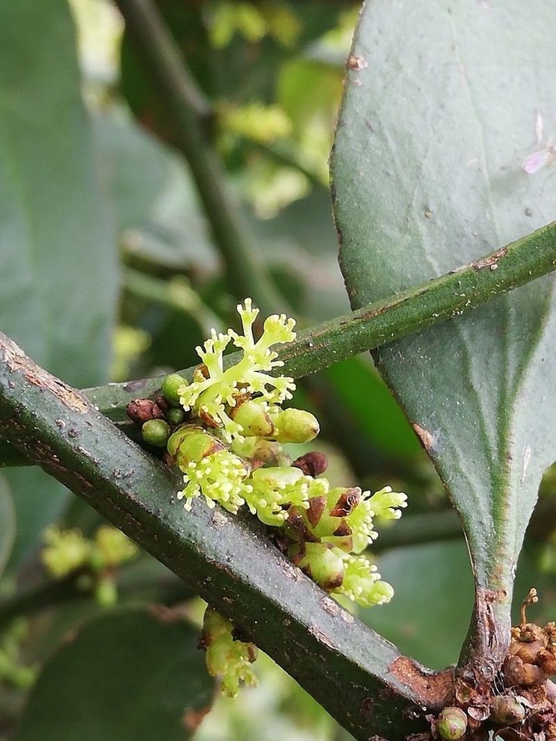 Antidaphne viscoidea photo 2