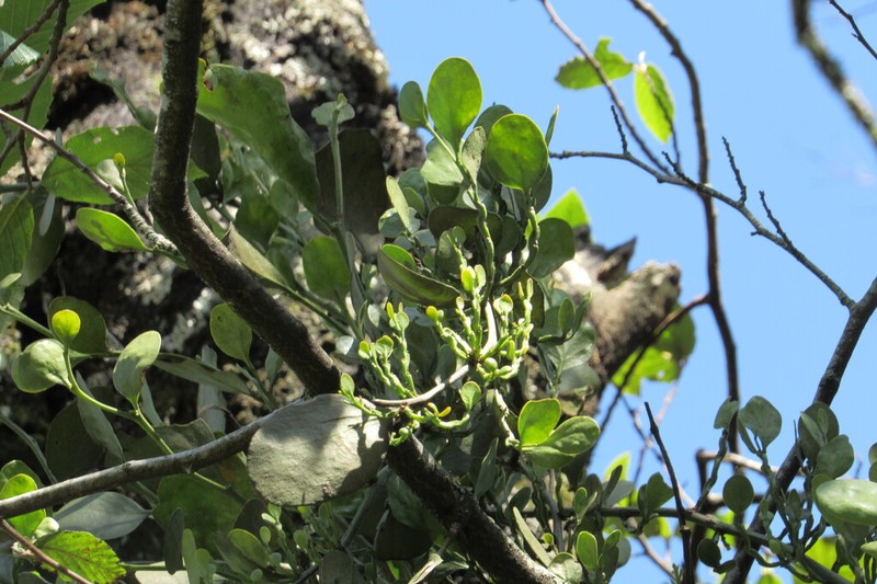 Antidaphne viscoidea photo 3