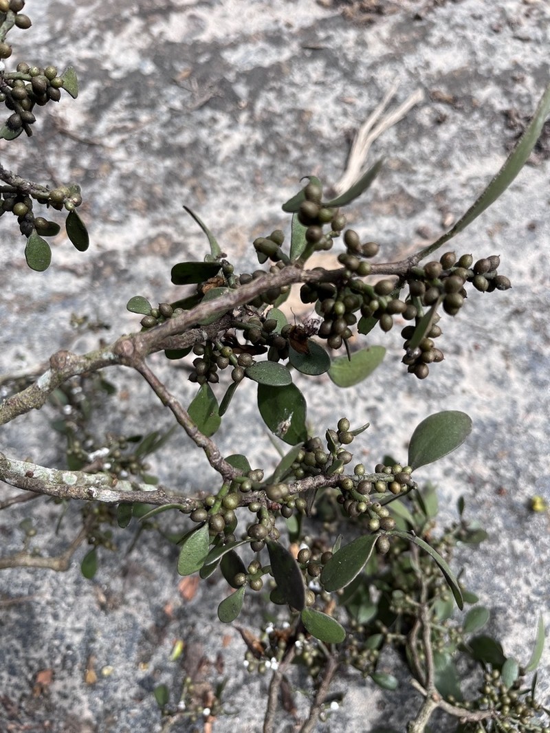 Antidaphne viscoidea photo 5