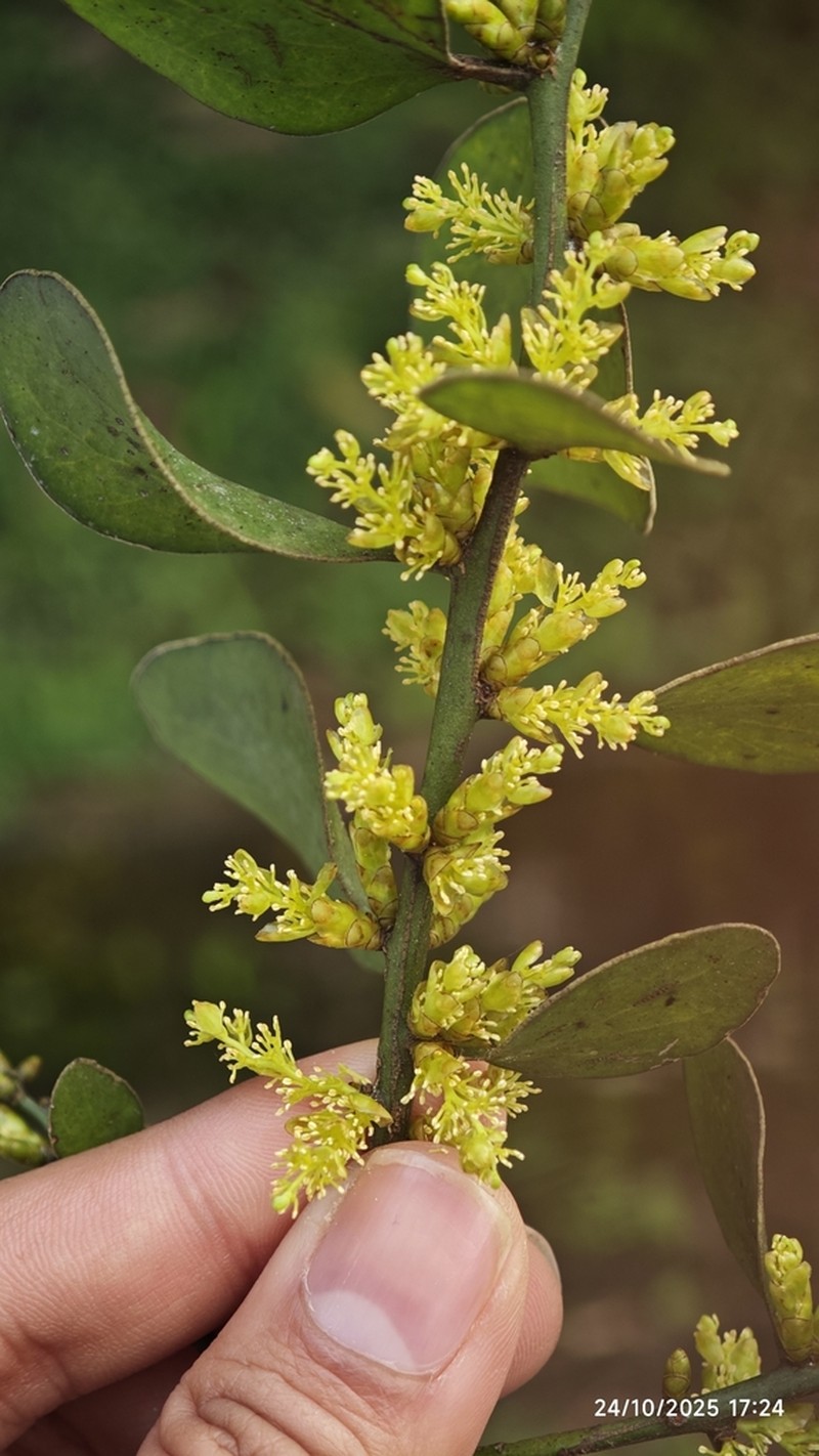 Antidaphne viscoidea photo 6
