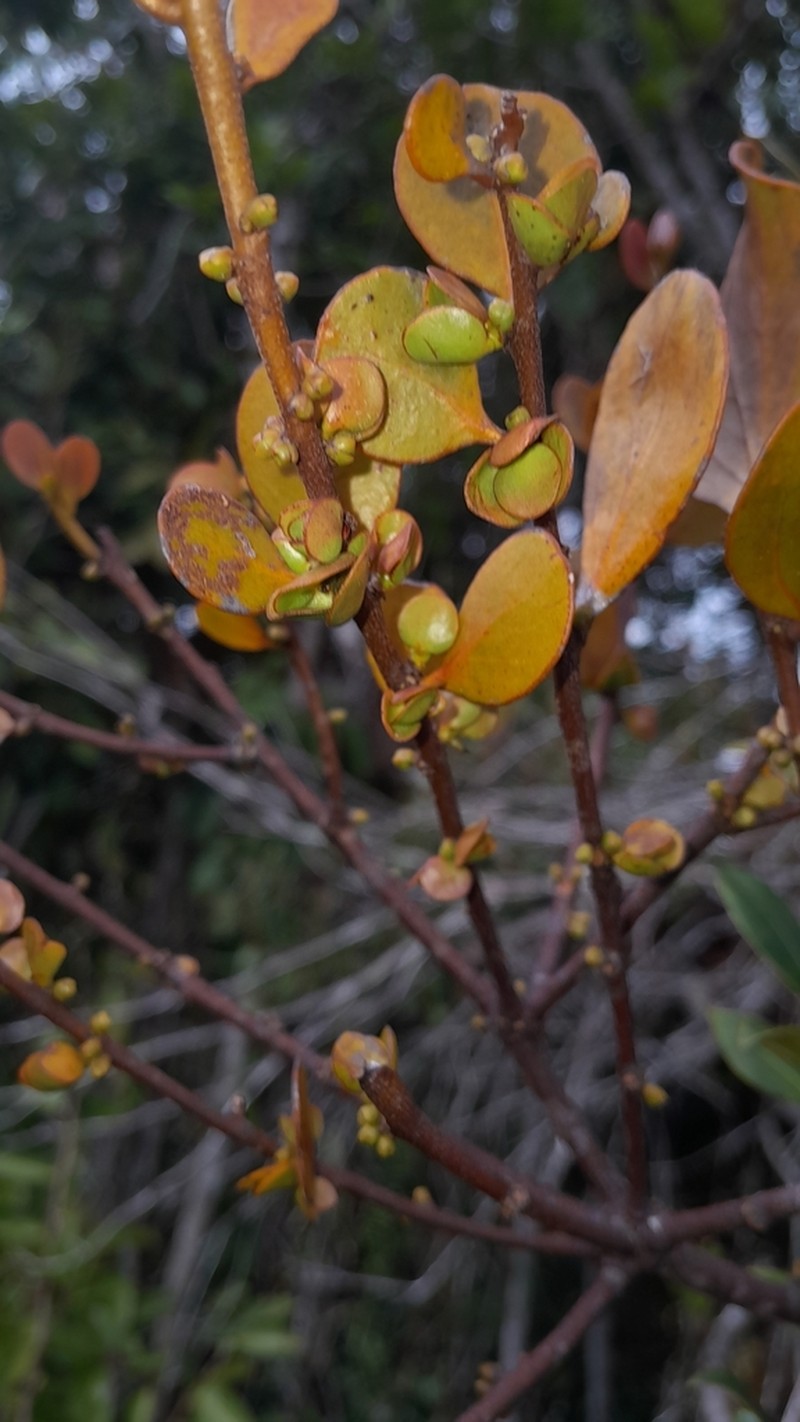 Antidaphne viscoidea photo 8