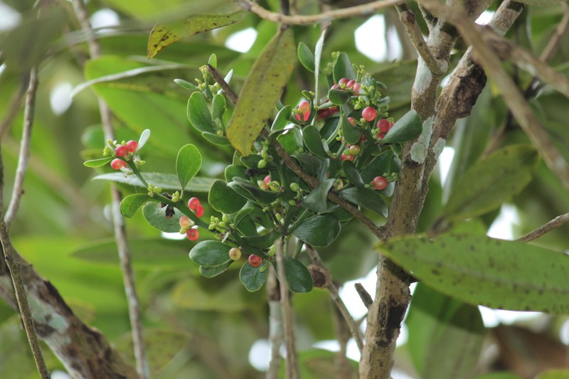 Wright's Catkin Mistletoe