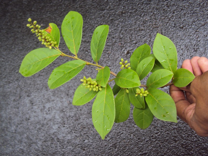 Antidesma acidum photo 3