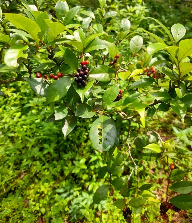 Antidesma alexiteria