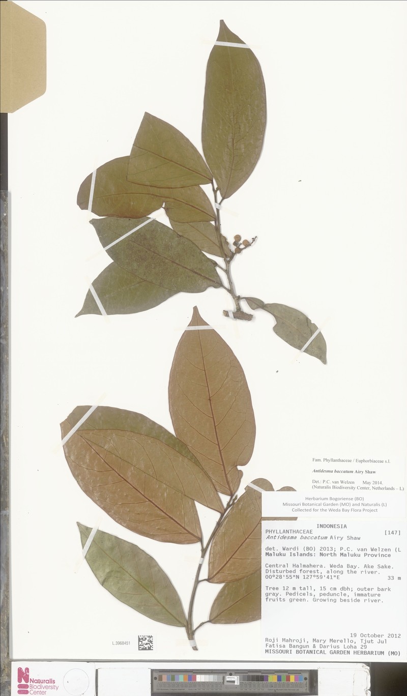Antidesma baccatum