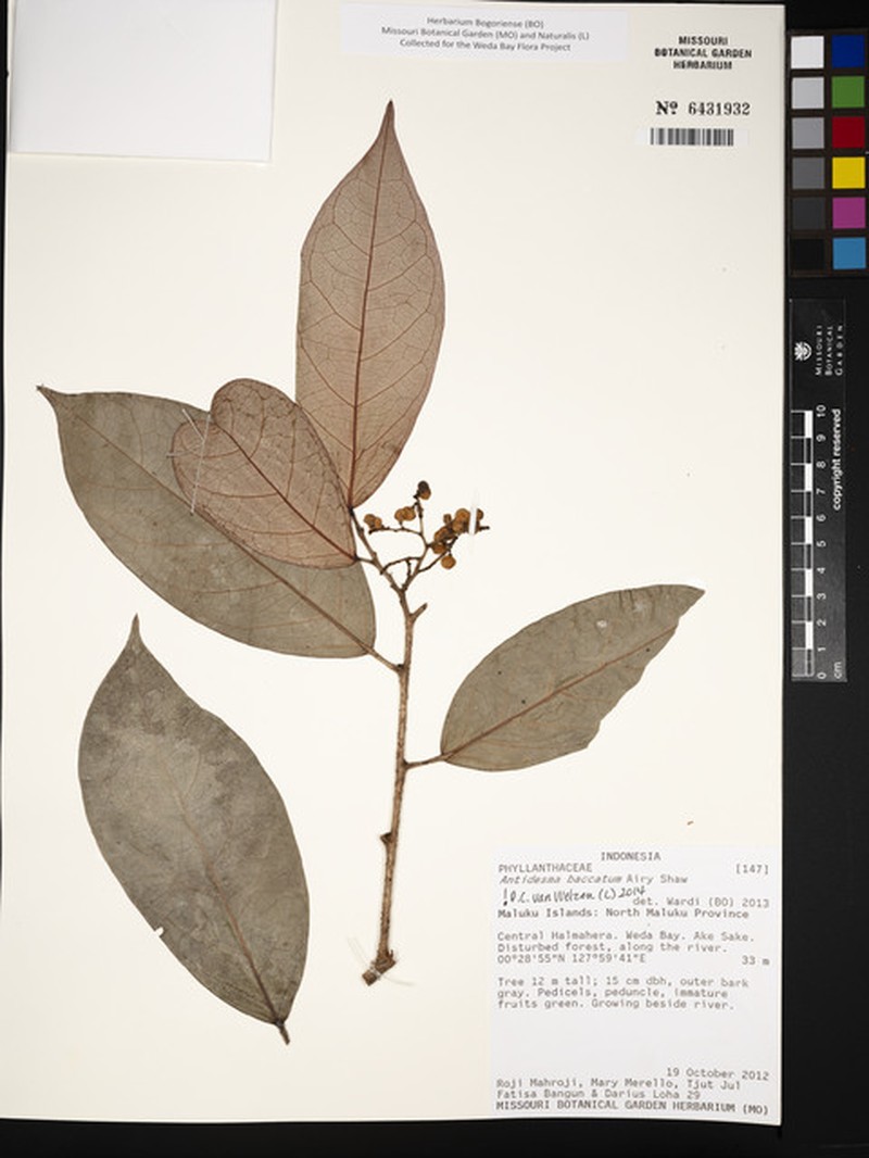 Antidesma baccatum photo 2