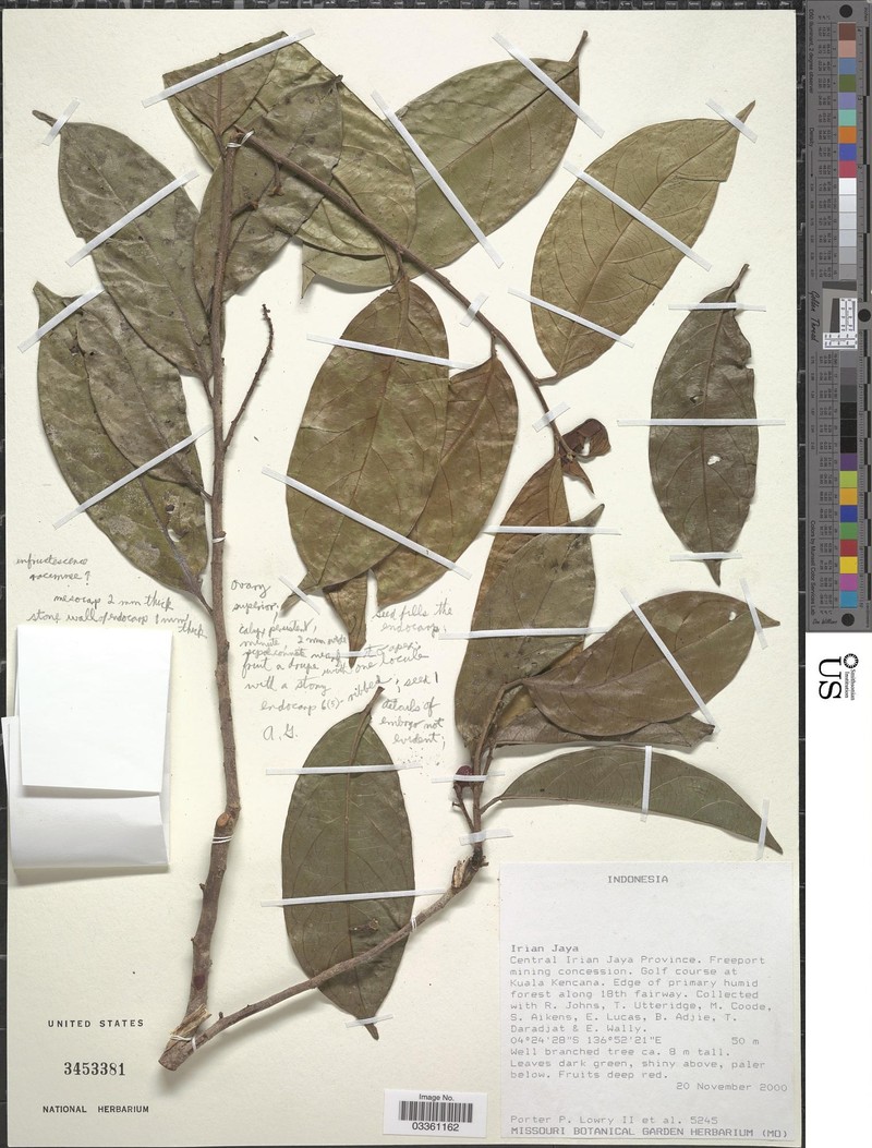 Antidesma baccatum photo 3