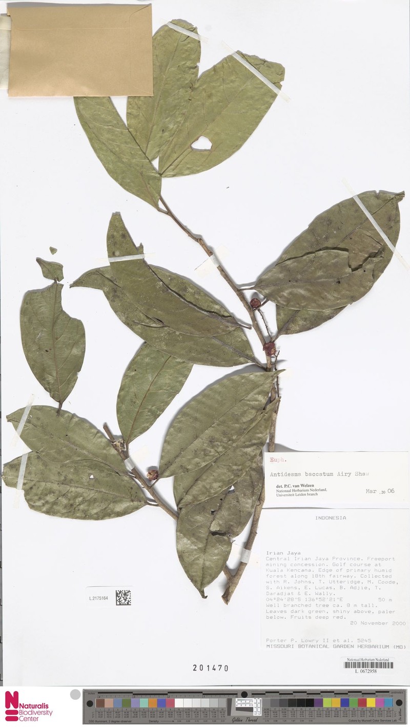 Antidesma baccatum photo 4