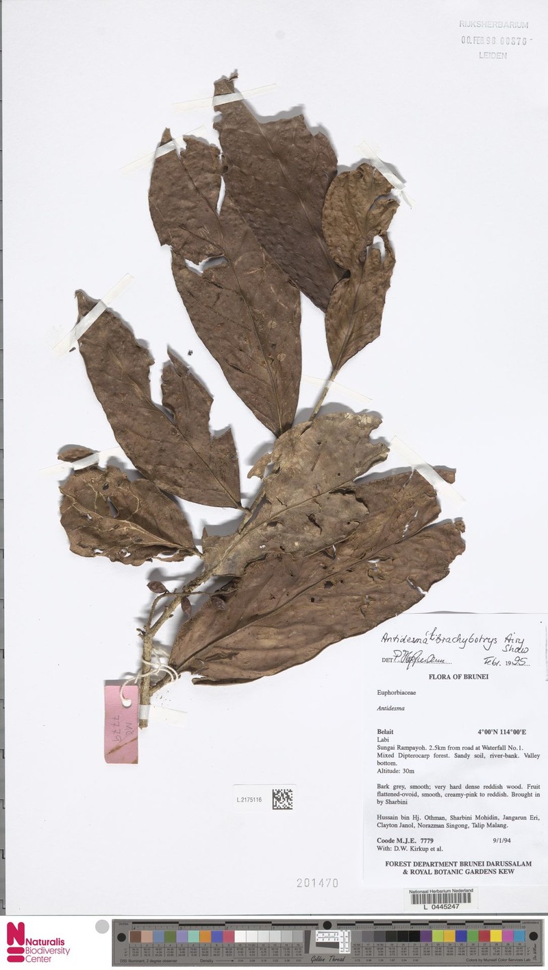 Antidesma brachybotrys