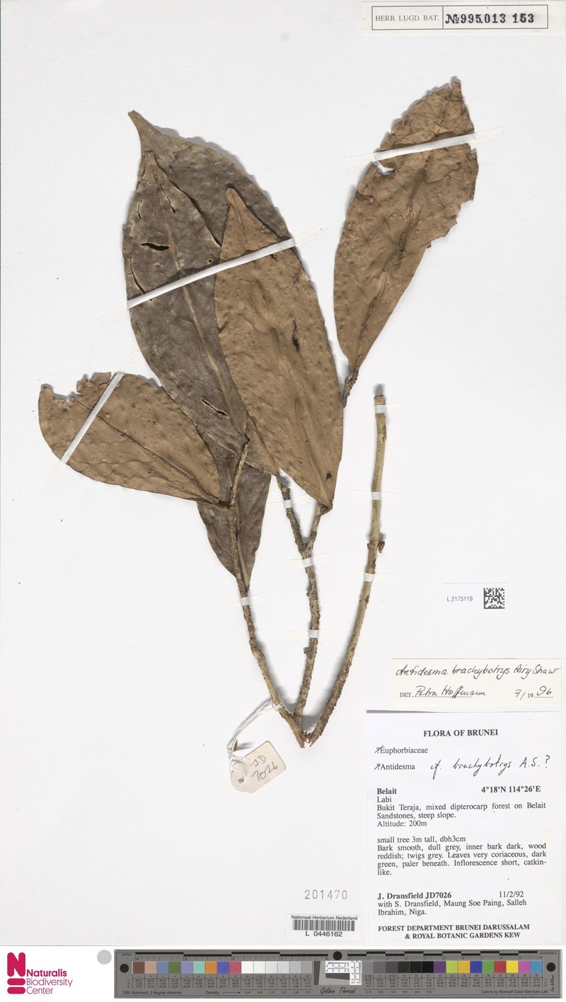Antidesma brachybotrys photo 2