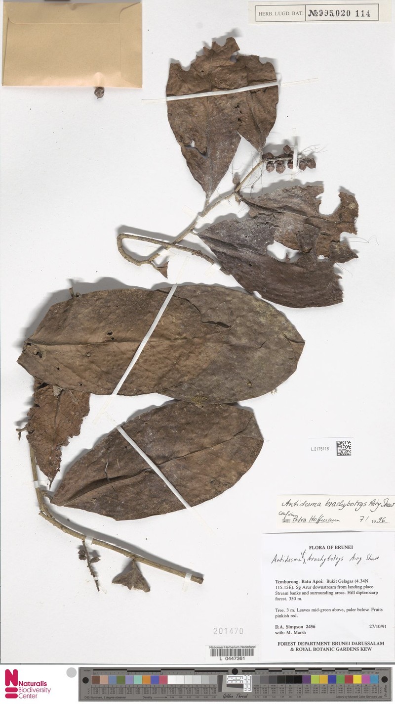 Antidesma brachybotrys photo 3