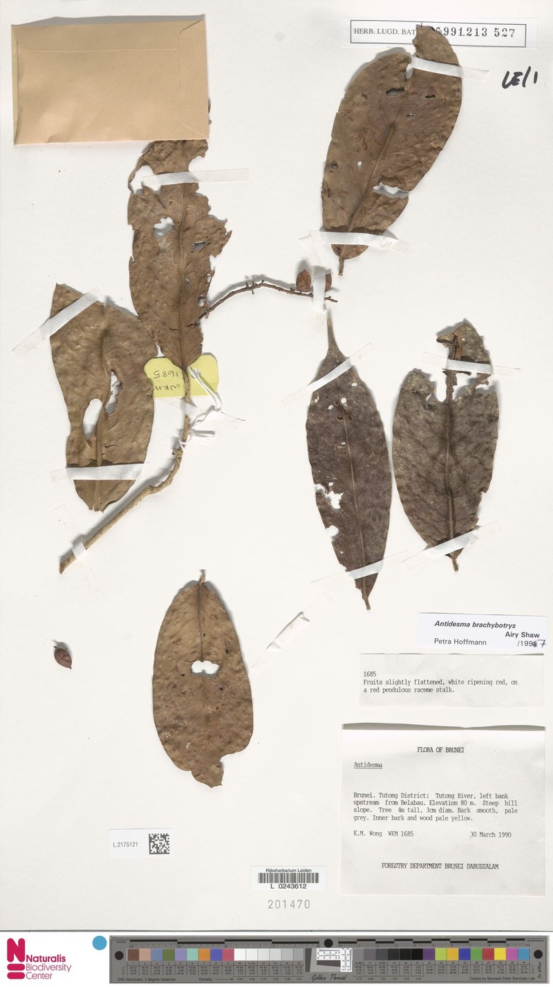 Antidesma brachybotrys photo 4