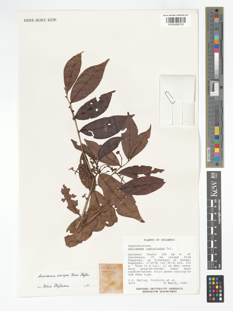Antidesma brevipes