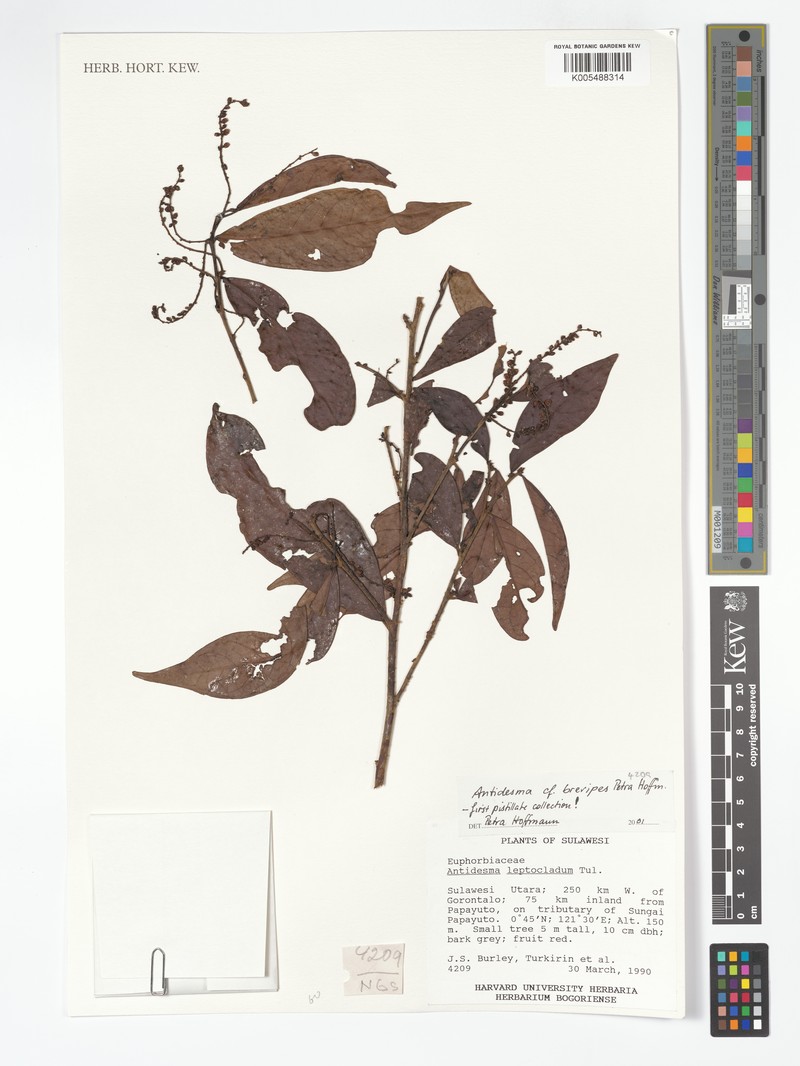 Antidesma brevipes photo 2