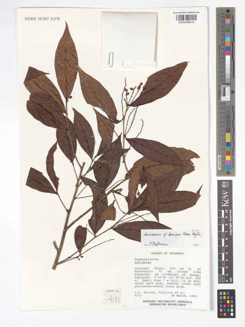 Antidesma brevipes photo 3