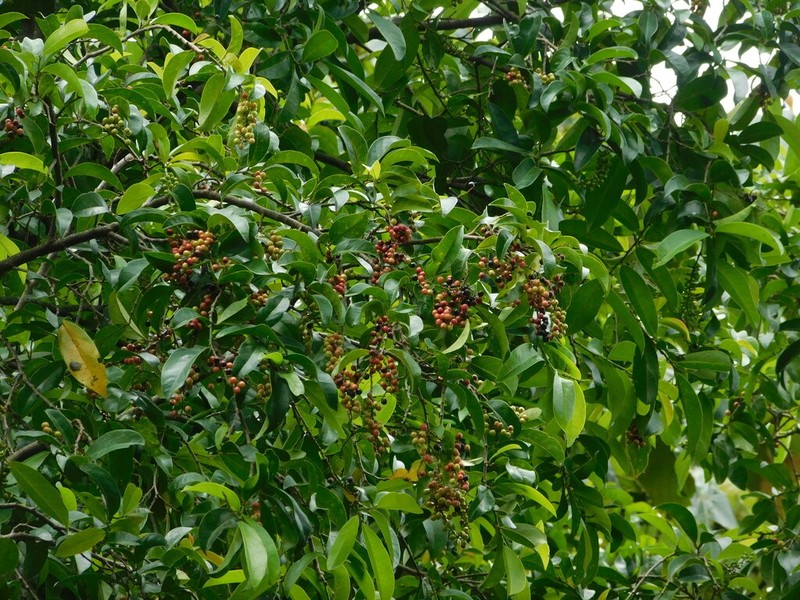 Bignay photo 7