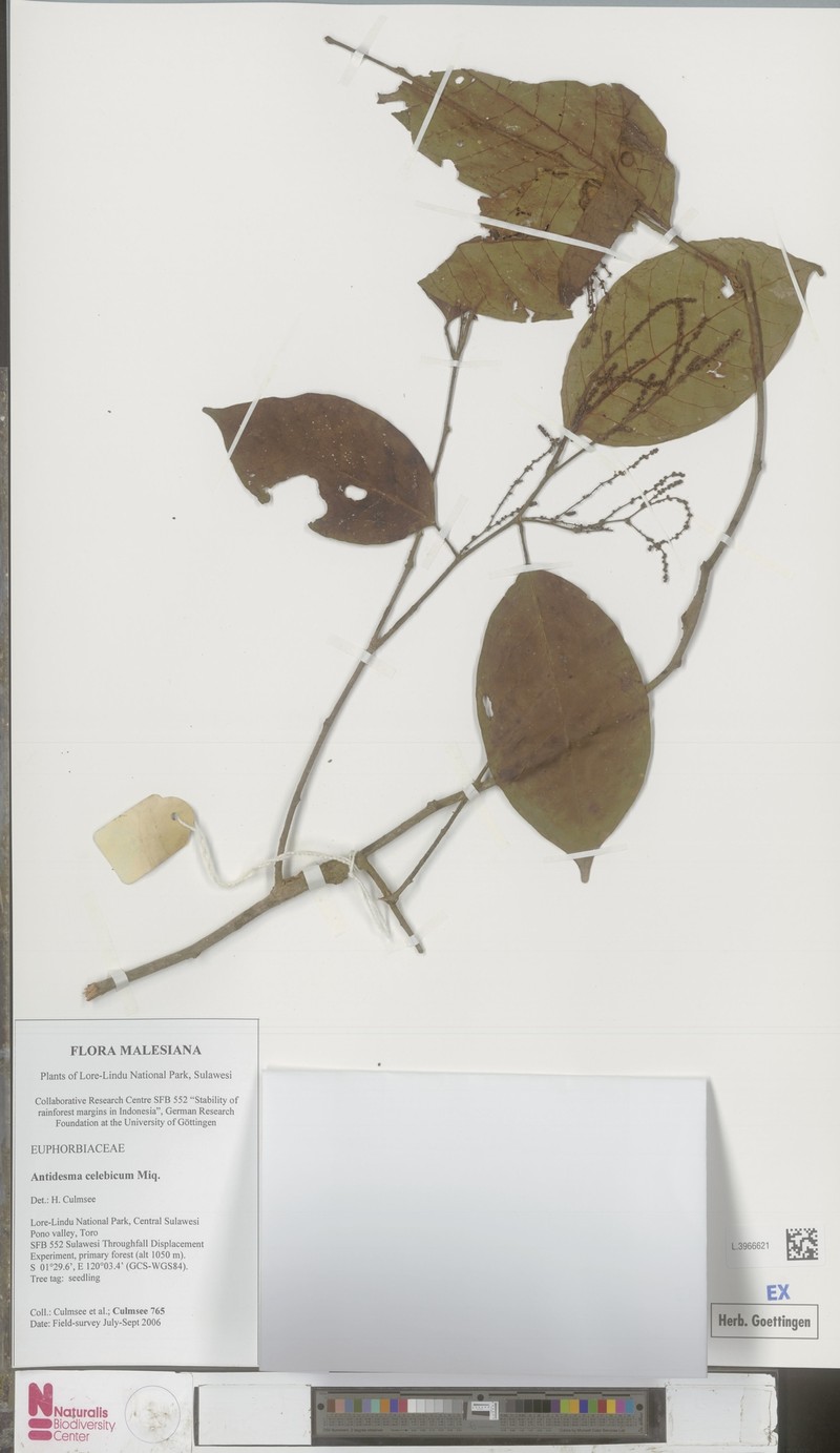 Antidesma celebicum