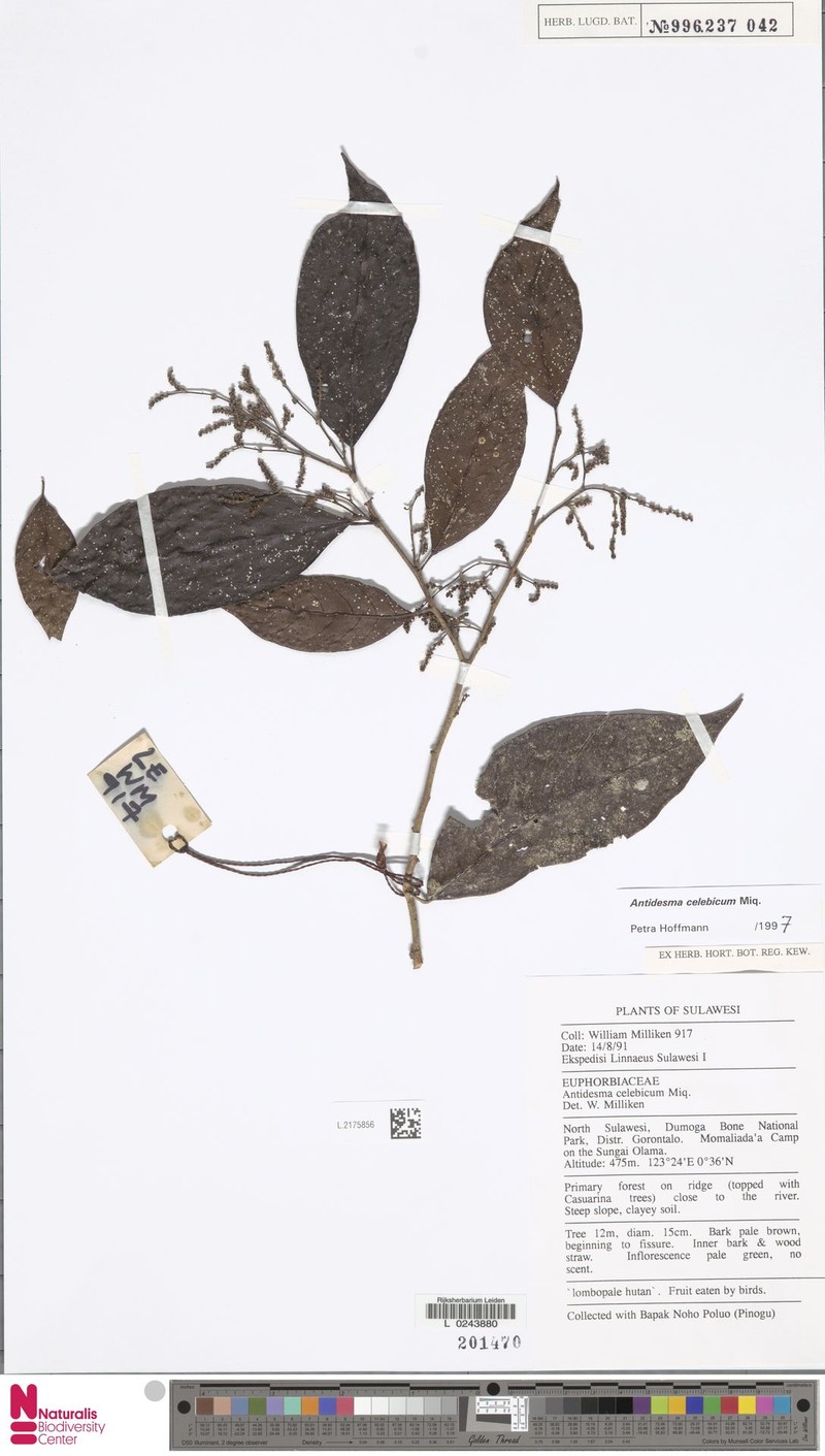 Antidesma celebicum photo 2